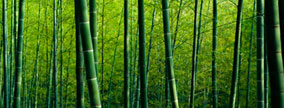 bamboo forest